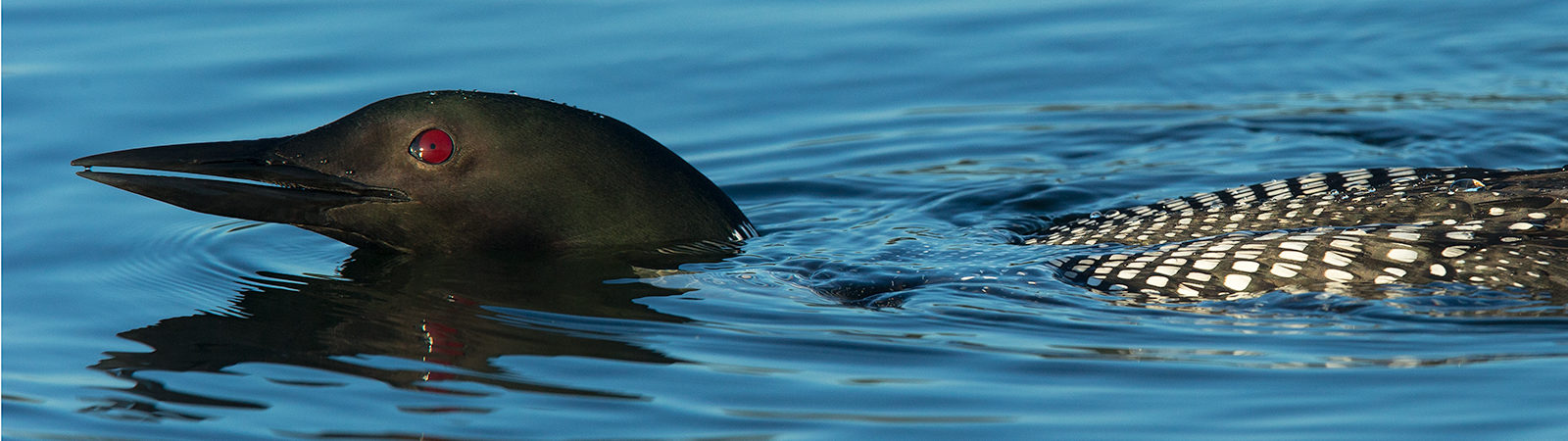 Loon Swimming