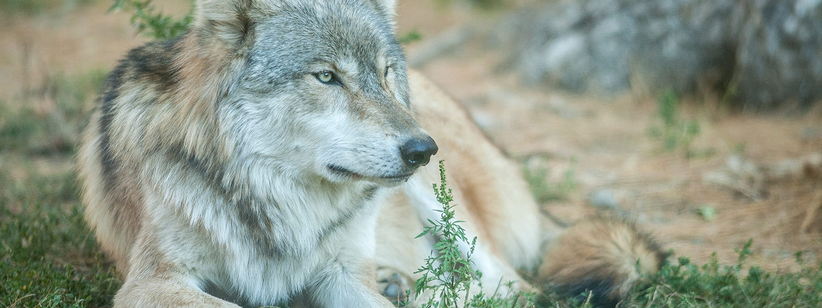 Wolf laying down